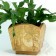 Chocosphere Tropic of Cacao Gift Pot Add-on